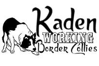 Kaden Working Border Collies